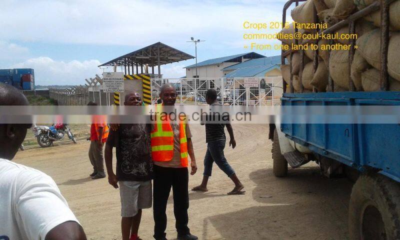 Very good Tanzania raw cashew nuts ( Tanzania contact: 255 682 294 635)