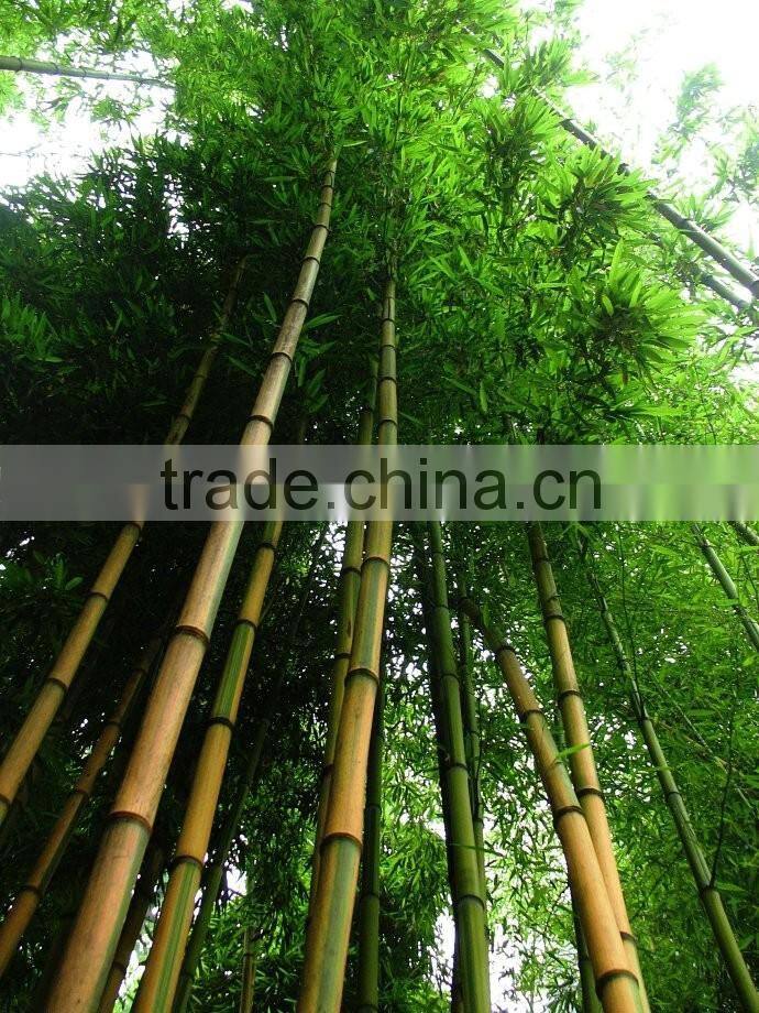 yellow groove bamboo seedling