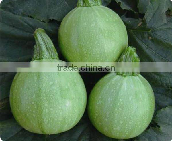 MSQ072 Yuan round shape light green f1 hybrid squash seeds company