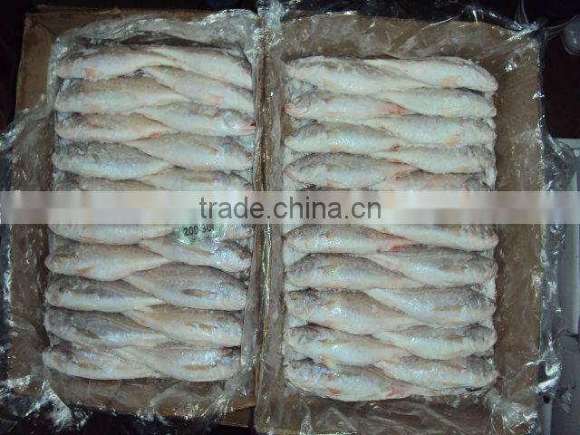 frozen silver croaker