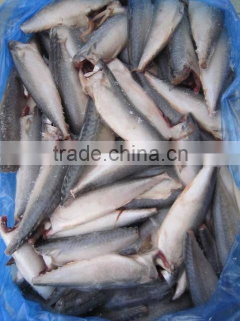 land frozen pacific mackerel headless