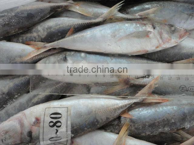 whole round red tail horse mackerel