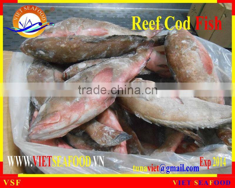 FROZEN REEF COD FISH WHOLE ROUND