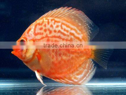 Discus Fish Breeder and exporter from Thailand