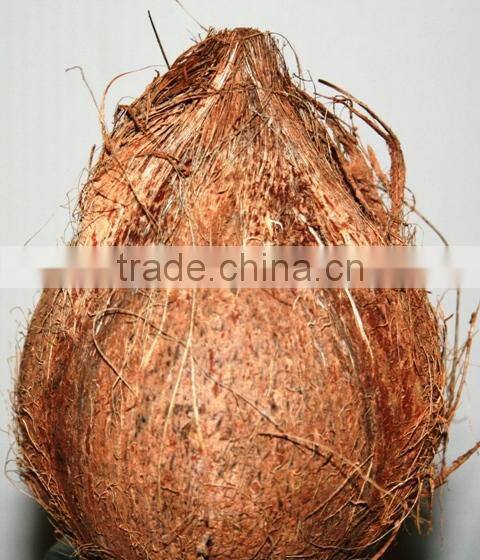 Semi husked coconuts