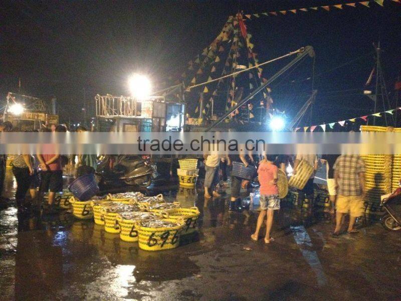 2016 Newly 16pcs/kg Light Seine Frozen Round Scad