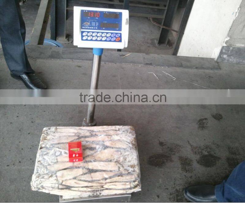 squid jig lamps for illex squid frozen squid