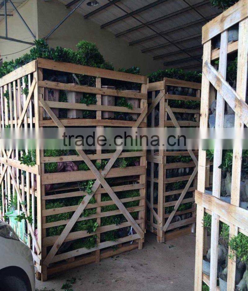 Green Plants Ficus Ginseng Bonsai