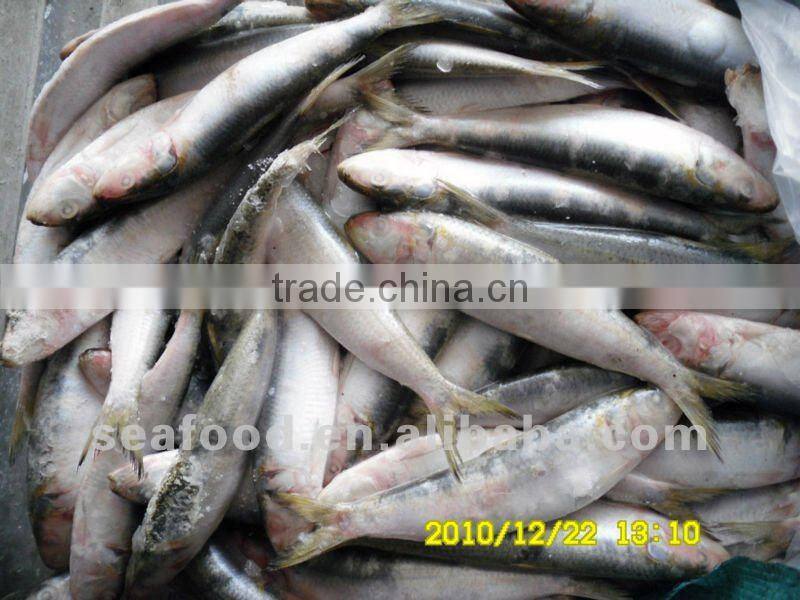 Whole round Sardine,New Arrivals