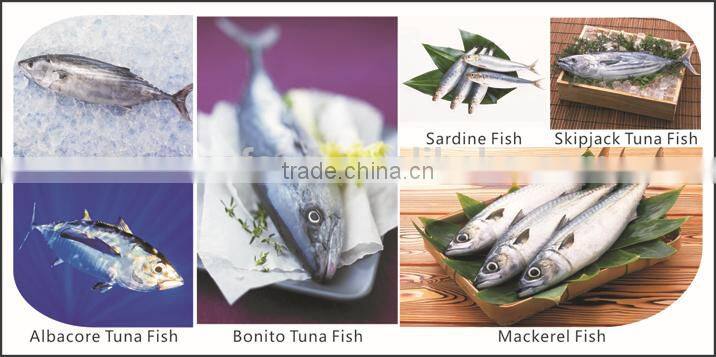 BQF Priced Fish Horse Mackerel