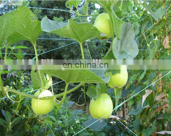 Climbing plant support trellis netting