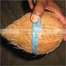 Fresh matured coconut supplier