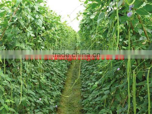 Good Taste Vegetable Seeds SX Cowpea Seeds No.1407