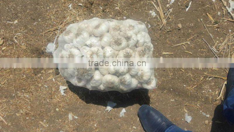 Wholesale Garlic Pure White garlic