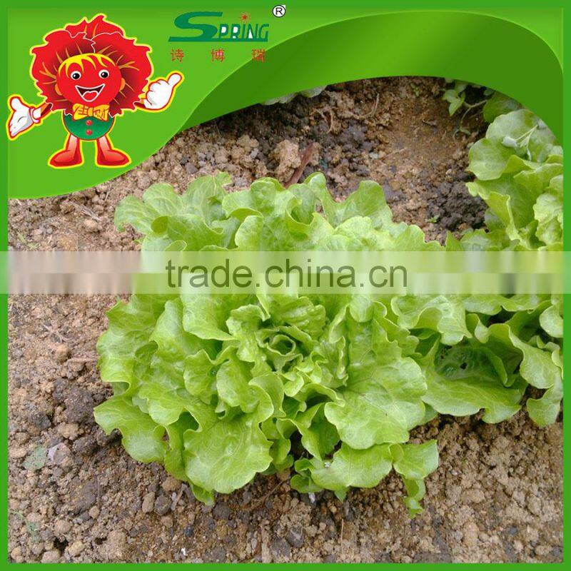 Environmental protection leaf lettuce from highland mountain iceberg type lettuce