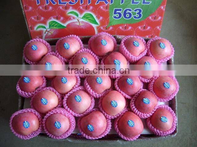 Fresh Grade A Gold apples / CLASS 1 HOT SALES