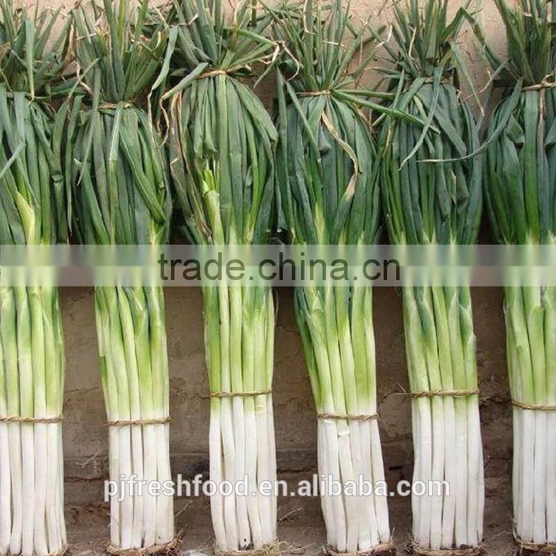 Fresh Onion Long Type Green Onion