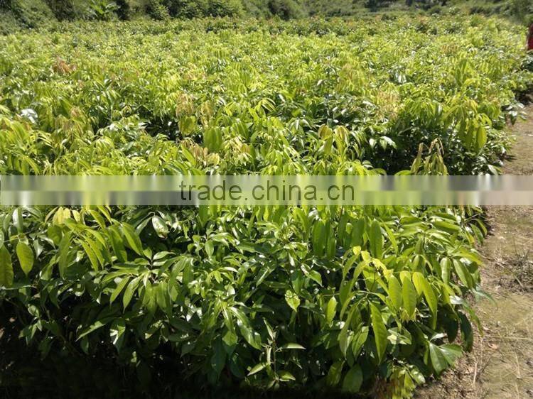 litchi tree seedling