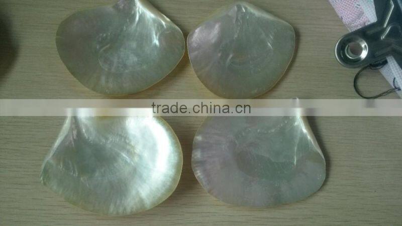 Polished whitelip mother of pearl shell inlay