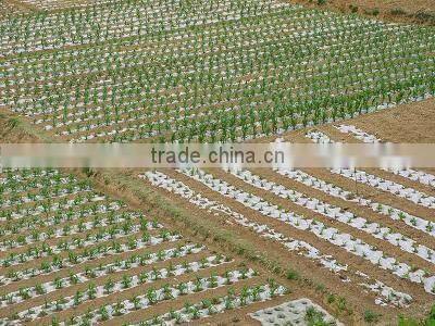 transparent high quality low price agricultural mulch film with holes