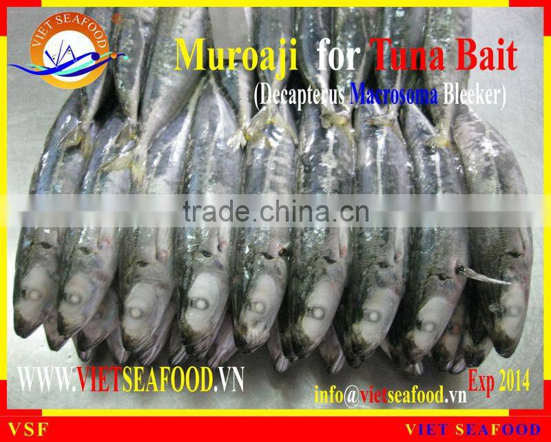 FROZEN MUROAJI FOR TUNA BAIT