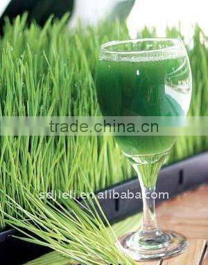 wheat grass growing machine JL260C