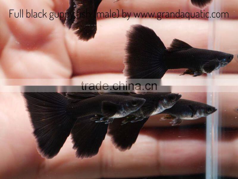 Full black guppy for Freshwater Aquarium fish export company from Thailand