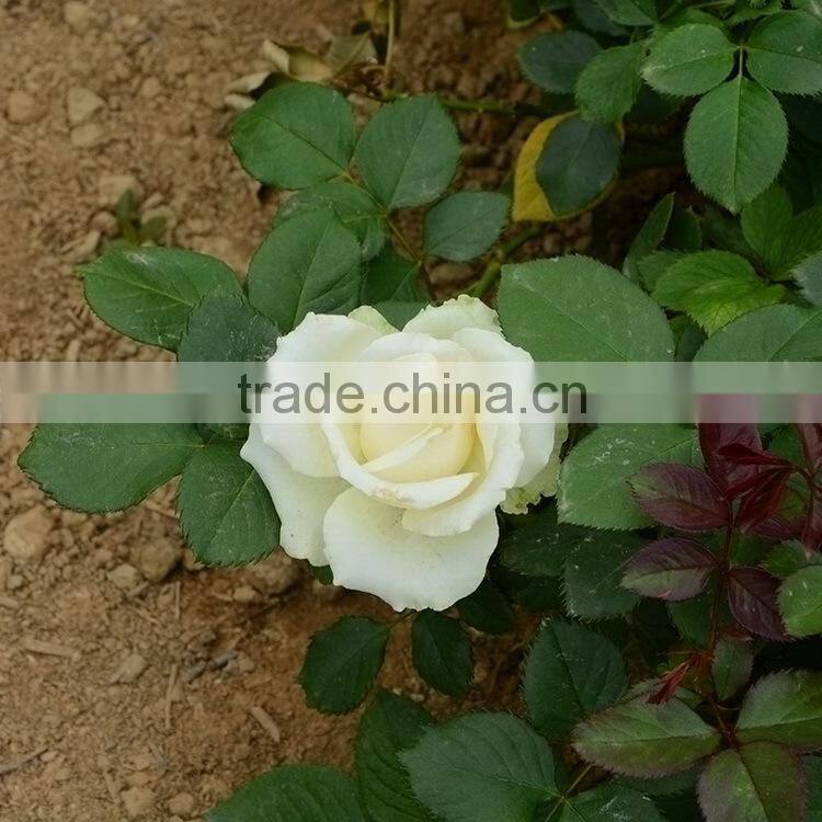 Color Carola table centerpieces single rose