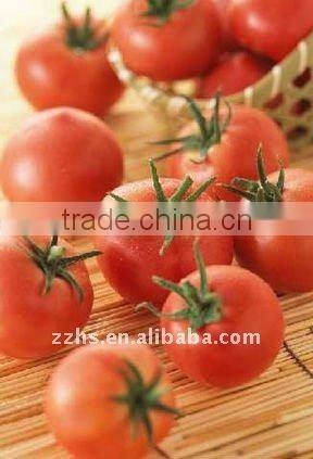 Canned Tomato Puree Canned Tomato Paste