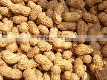 new crop farming product peanut with high quality