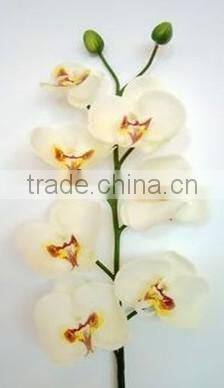 silk orchid