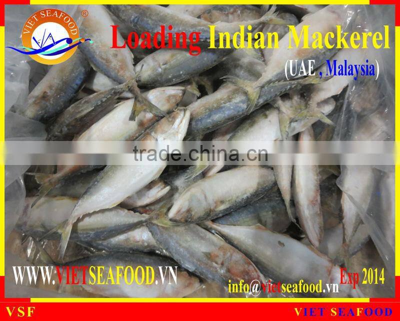 LOADING INDIAN MACKEREL