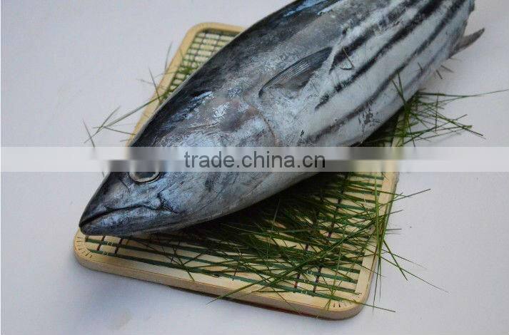 Frozen live fish fresh whole tuna