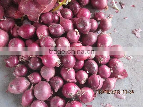 Fresh Onion Market Price