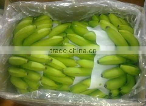 Fresh Cavendish Banana from Tamilnadu