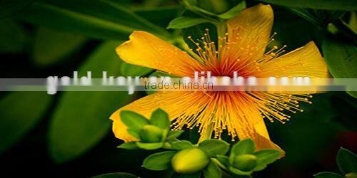 St. John's Wort Root part Extract with 0.3% Hypericin UV