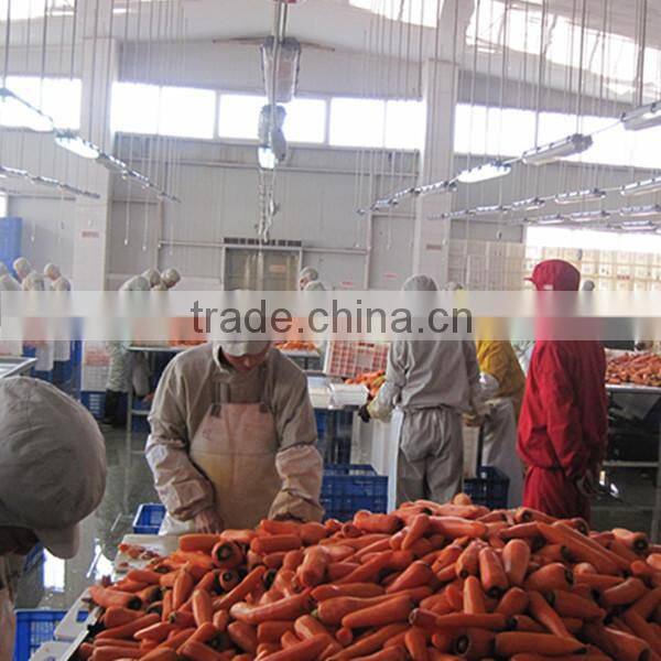 Frozen Vegetables Iqf Carrot Diced/sliced/ Strips