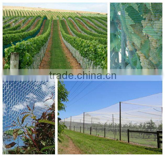 (20 years factory) hot selling ,2013 New arrival, long life white anti-bird netting on grapes , 35 GSM / 20101-35