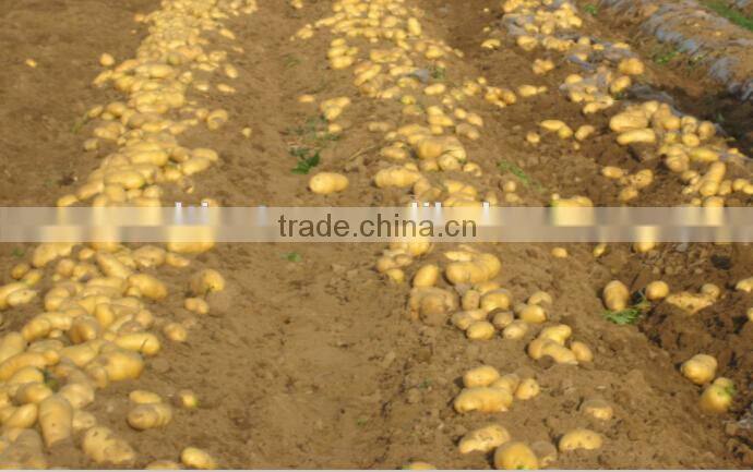 walking tractor harvest machine cassava harvesting machine 60cm breadth