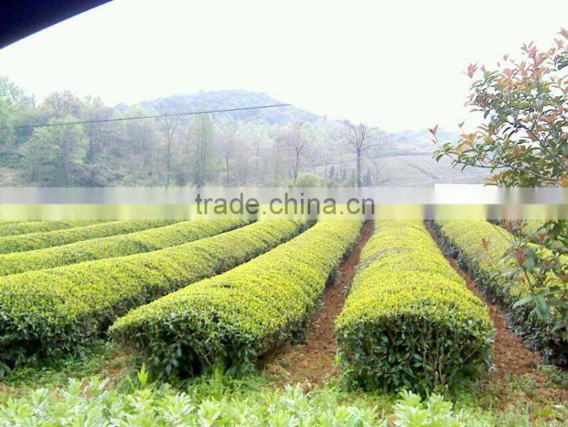 Spring Organic Health Matcha Green Tea