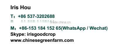 Fresh Golden Pears 18/20/22/24/36/40/44/48/72/80/96/112s