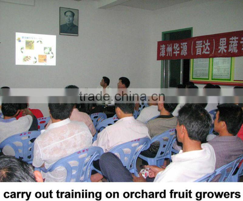 Fresh Guanxi honey pomelo top grade pomelo