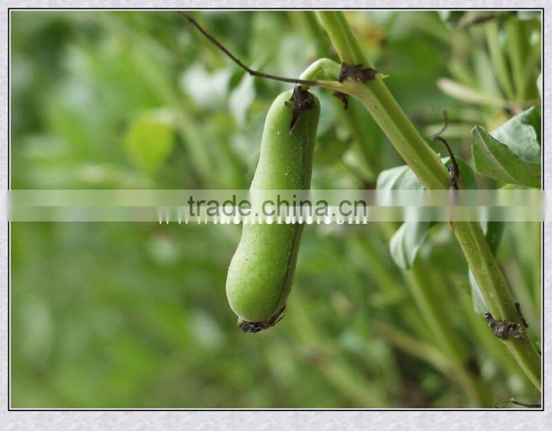 dry horse beans kernel