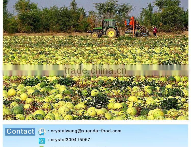 edible red water melon seeds big size