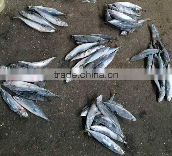 New Crop Seafood Frozen Pacific Mackerel Fish