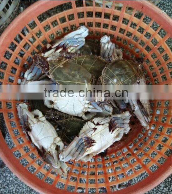 organic foods of crab