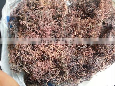 Sell Gracilaria, Eucheuma Spinosum And Eucheuma Cottoni Seaweeds