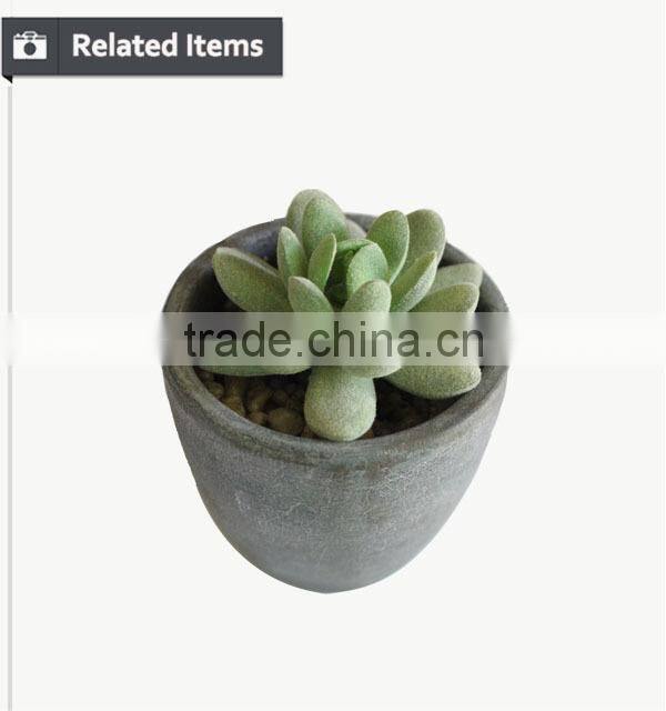 Kazuko Aoki mini succulent plants buy direct from China factory