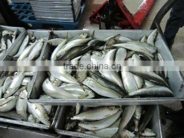 Block frozen sardine