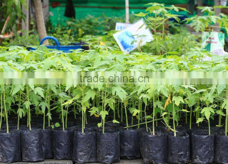 Biodegradable black grow bags for horticulture